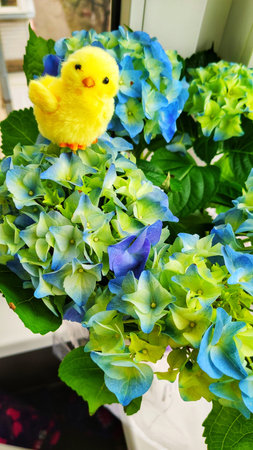 Beautiful blue hydrangea on the balcony, Nizhny Novgorod, Russia