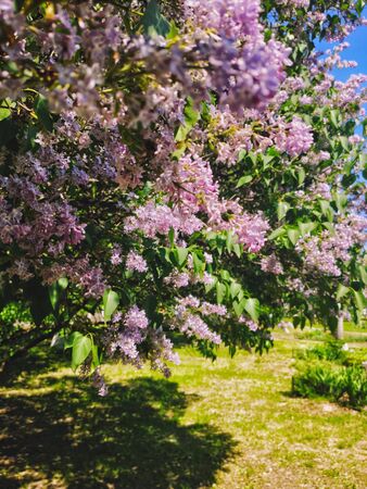Beautiful and fragrant spring flowers, Nizhny Novgorod, Russiaの写真素材