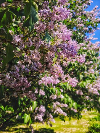 Beautiful and fragrant spring flowers, Nizhny Novgorod, Russiaの写真素材