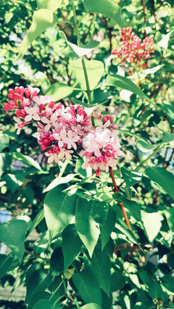 Beautiful and fragrant spring flowers, Nizhny Novgorod, Russia