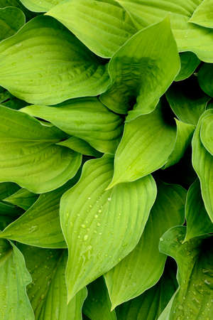 Fresh green leaves with drops of dewの写真素材
