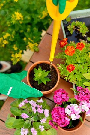 Hands in green gloves plant flowers in potの写真素材