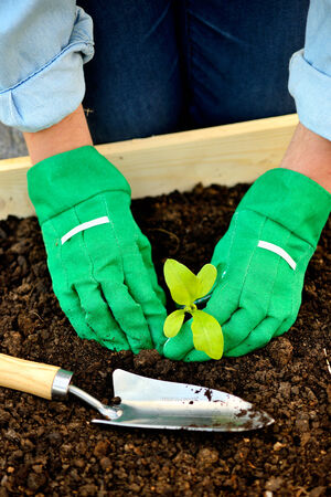 Close-up hands in gloves planting sproutの写真素材