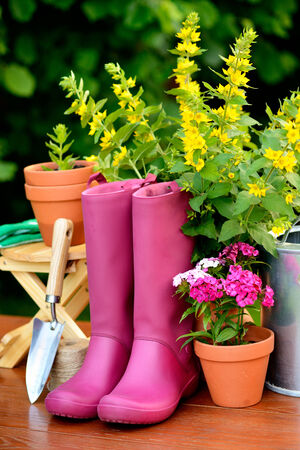 Gardening tools on wooden table and green の写真素材