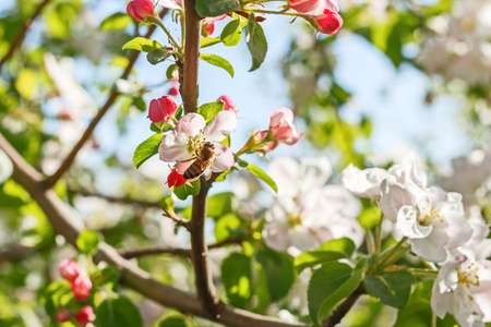 Closeup of flowering apple tree in springの写真素材