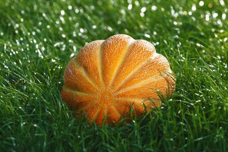 A whole melon lies on the green grass.の写真素材