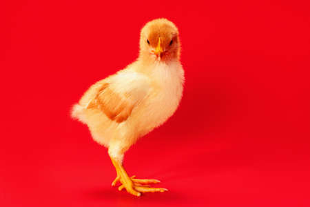 Cute little yellow chicken on a red background.の写真素材