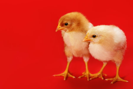 Two cute young chicken birds on a red background.の写真素材