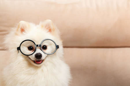 Cute white dog Pomeranian spitz in glasses.の写真素材