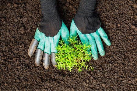 Top view of hands in gloves with seedlings of portulaca flowers in the soil. Spring work in the...