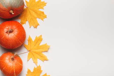 Colorful orange pumpkins and autumn maple leaves on a light gray background. Thanksgiving Halloween concept. Flat lay top view copy space.の写真素材