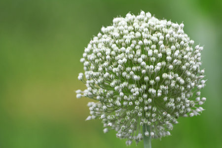 Flowering onion seed head ball in the garden. Close up on a bokeh background.