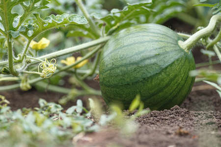 Growing watermelon in the ground. Close-up of fruit and lash plants.の写真素材