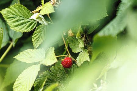Ripe raspberry in the garden on green bokeh backgroundの写真素材