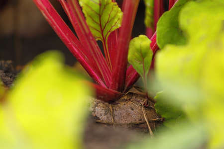 Beetroot grows in the soil in the garden. Close-up macro bokehの写真素材