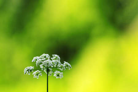 Chaerophyllum temulum, rough chervil flowers on bokeh background.の写真素材