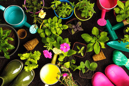 Gardening tools and plants in pots on the background of the soil. spring planting concept.の写真素材
