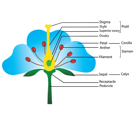 structure of the flower, のイラスト素材