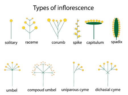  visual material for teaching, のイラスト素材