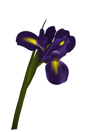 Iris flowerのイラスト素材