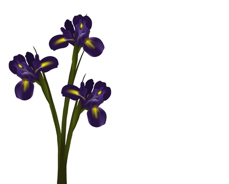Irises flowerのイラスト素材