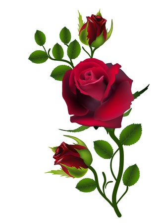 three dark red roses isolated on white のイラスト素材