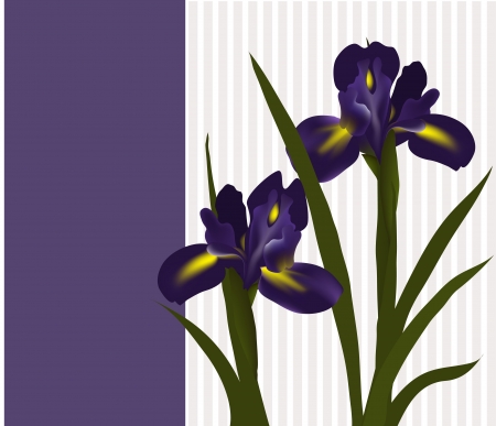 flowers irises  Can be used as greeting card for Valentine s Day, birthdayのイラスト素材