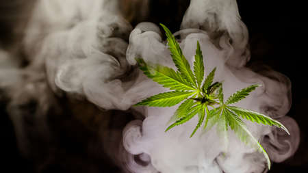 cannabis in white smoke on a dark backgroundの写真素材