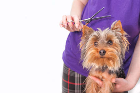 haircut of a small York dog on a light table in a light room with scissors and a clipperの写真素材