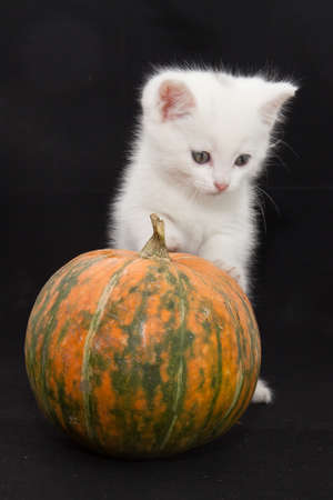 cute white kitten with pumpkin on dark backgroundの写真素材