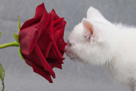 cute white kitten sniffs a red roseの写真素材
