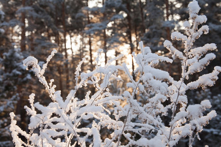 White plants in winter snowy forest in the daytimeの写真素材