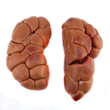 raw beef kidney isolated on light backgroundの写真素材