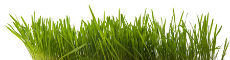 Green succulent lawn grass isolated on white background