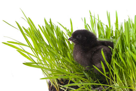 Little cute chicken sits on green grass looks aroundの写真素材