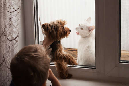 White cat teases a small dog through the windowの写真素材
