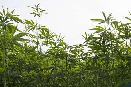 Young cannabis hemp plant growing in sunshineの写真素材