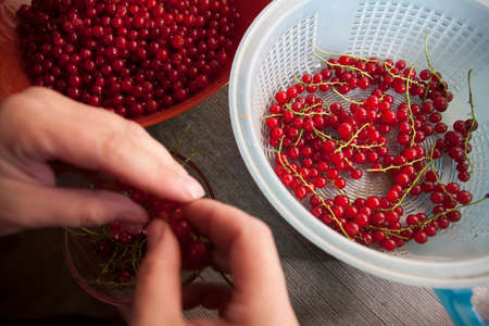 The girl sorts and sorts red currants in the kitchenの写真素材