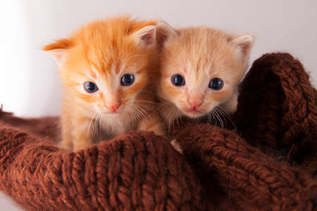 Little ginger cute kittens in a cozy blanketの写真素材