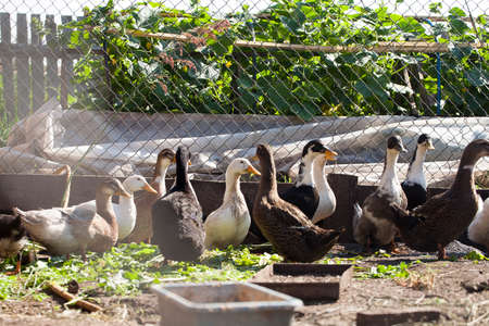 Domestic ducks walk and eat on a farm on a sunny dayの写真素材