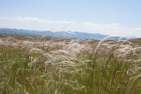 Steppe fluffy feather grass in sunlight against a blue sky