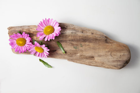 Beautiful floral background in lilac colors with aster flowersの写真素材