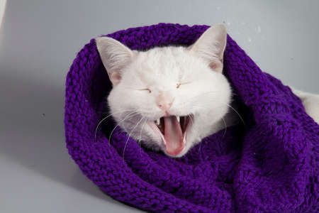 Beautiful white cat wrapped in a knitted scarfの写真素材