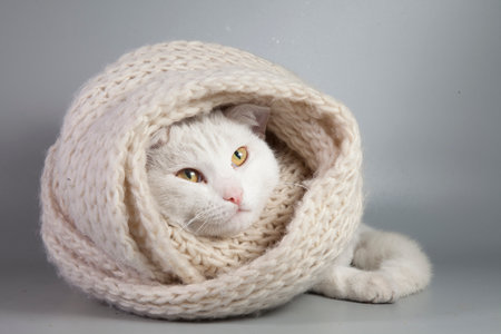Beautiful white cat wrapped in a knitted scarfの写真素材