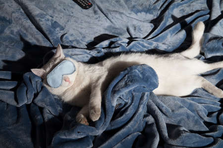 Beautiful white cat sleeps in a mask on a plush blanketの写真素材