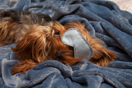 Little york terrier sleeping in a mask on a plush blanketの写真素材