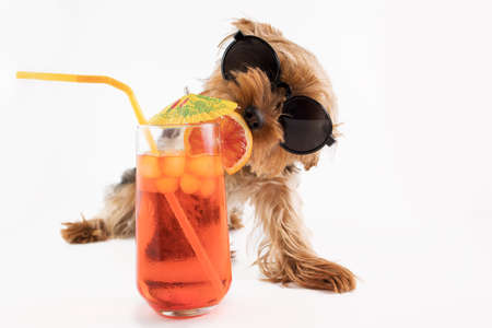 Funny Yorkshire terrier in sunglasses on a white backgroundの写真素材