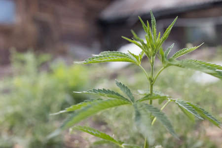 Young cannabis hemp plant growing in sunshineの写真素材