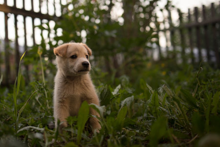 Funny and cute puppy sits in the setting sun in the green grassの写真素材