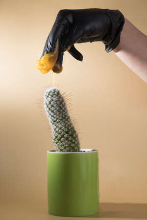 Creative photo of sugaring, epilation: cactus with hair removal itemsの写真素材